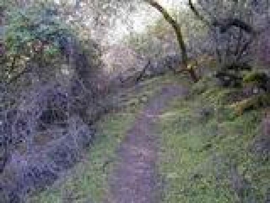 Under oaks