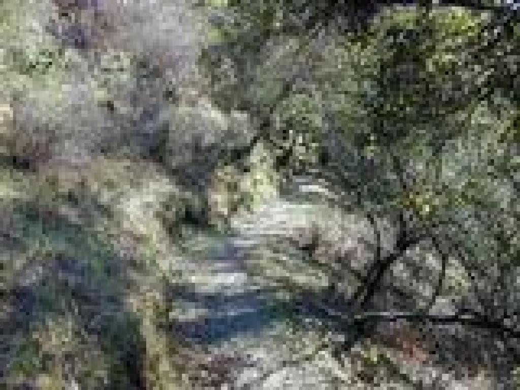 Woods