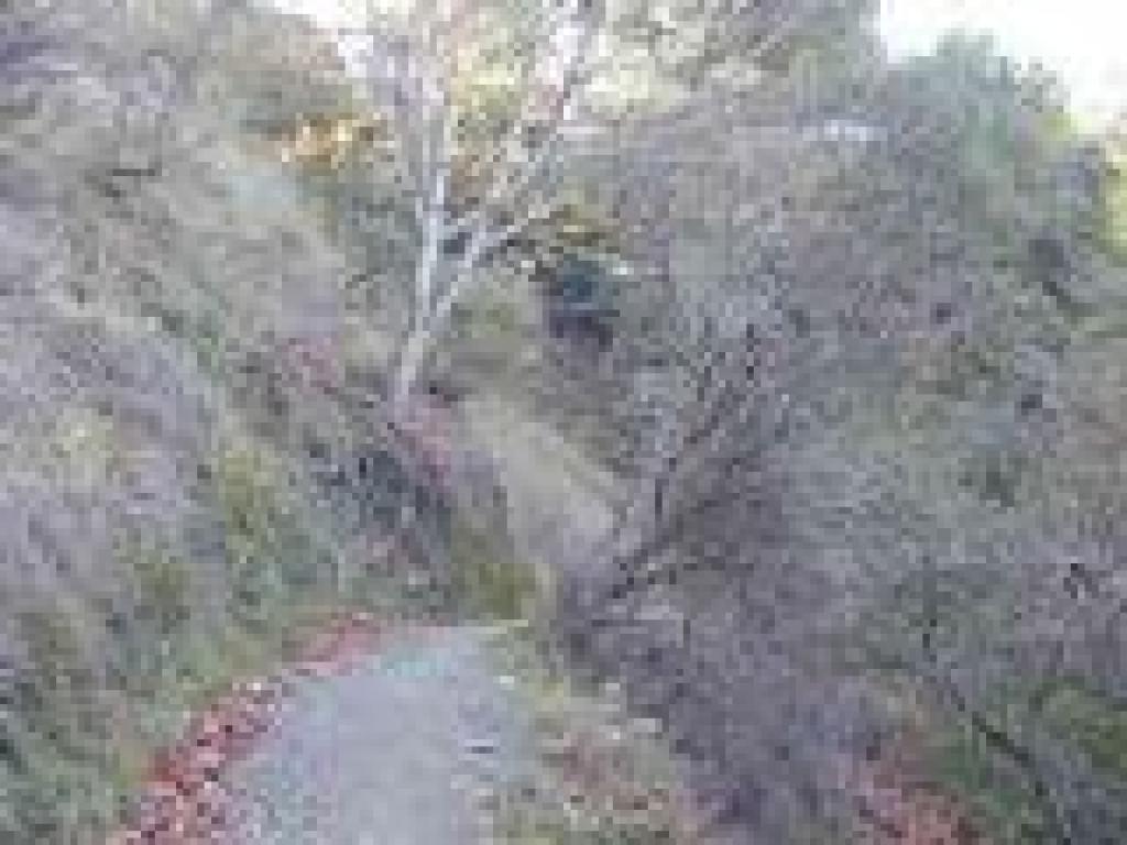 Big-leaf maple along the trail