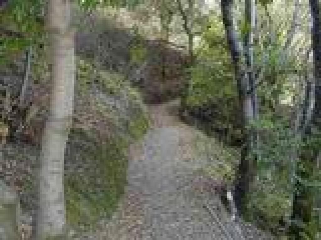 Woods