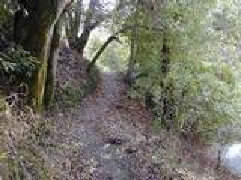 Trail