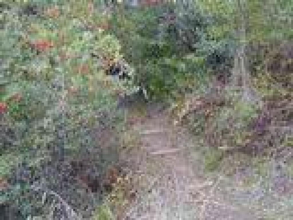 Toyon of the side of the trail