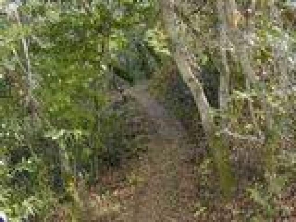 Woods