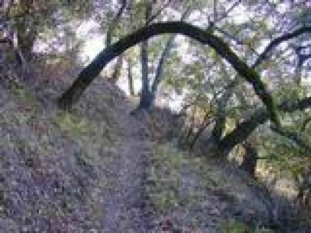 Arch