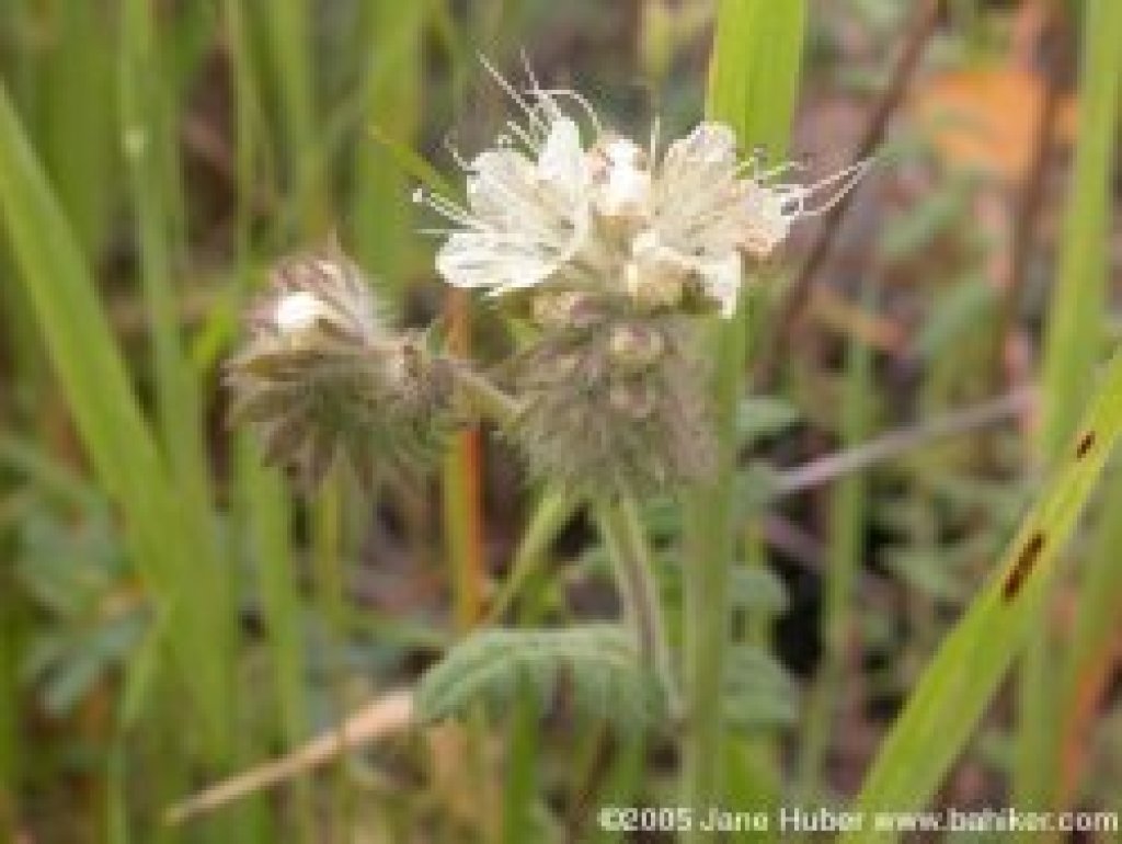 Common phacelia