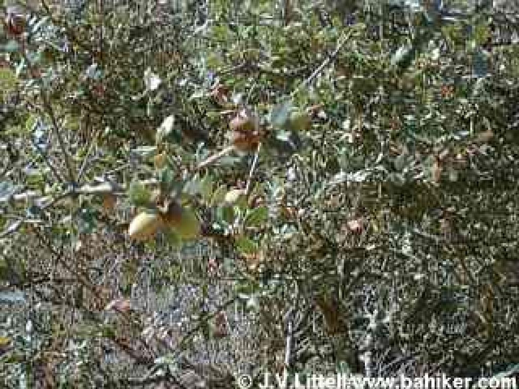 Scrub oak photo