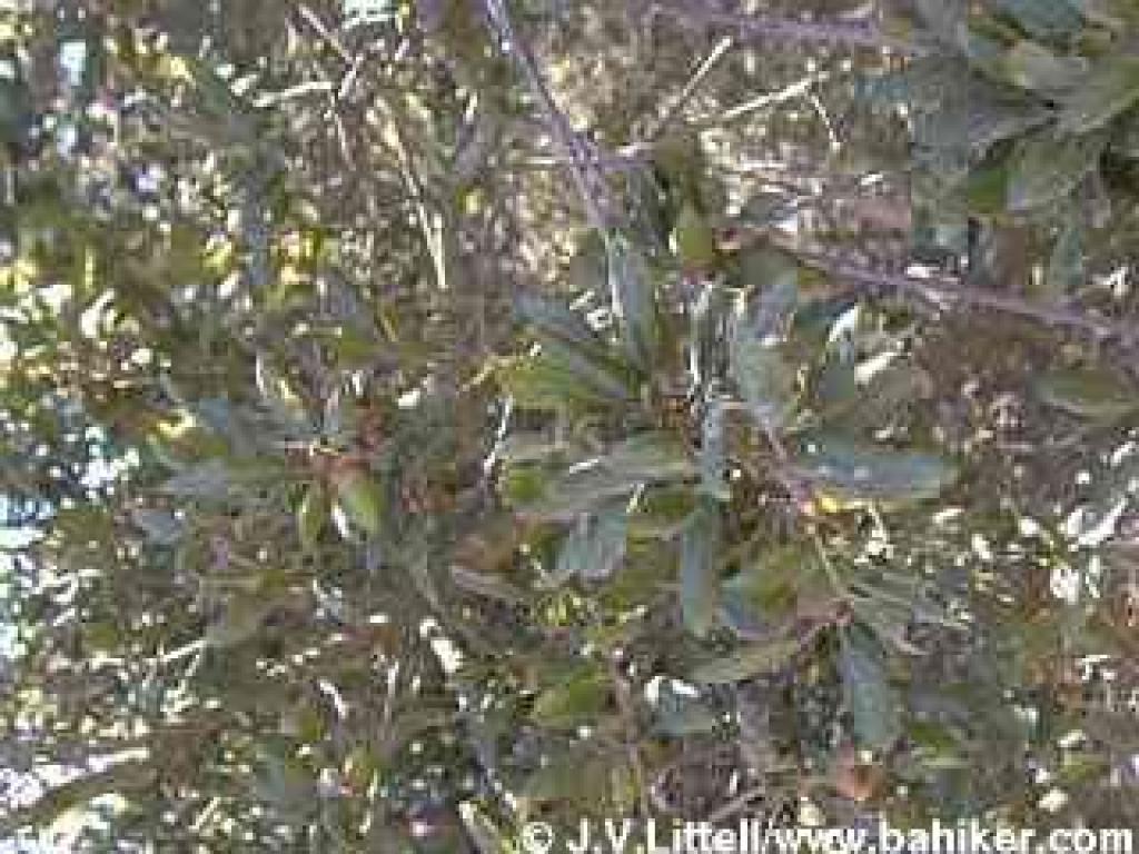 Coast live oak photo