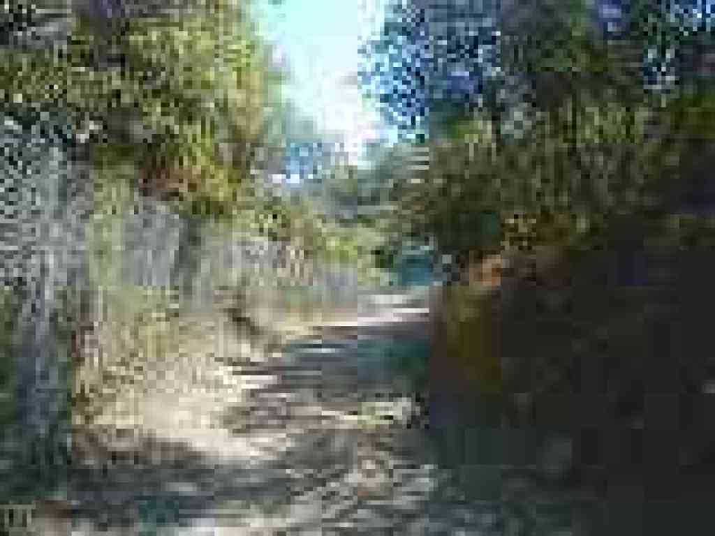 Manzanita shrubs press through fence