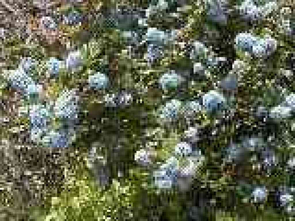 Ceanothus