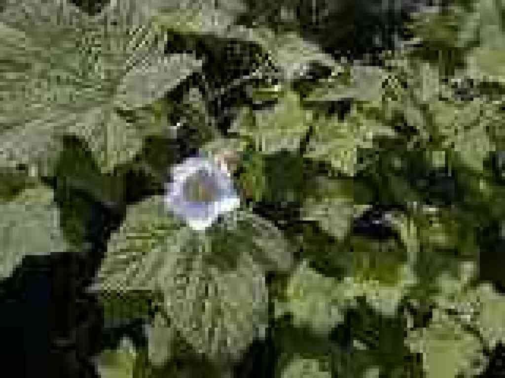 Thimbleberry