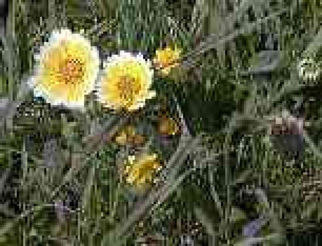 Tidytips