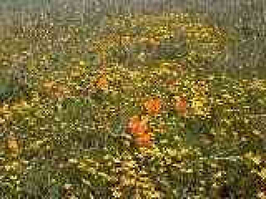 Spring flowers