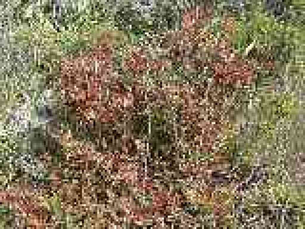 Huckleberry
