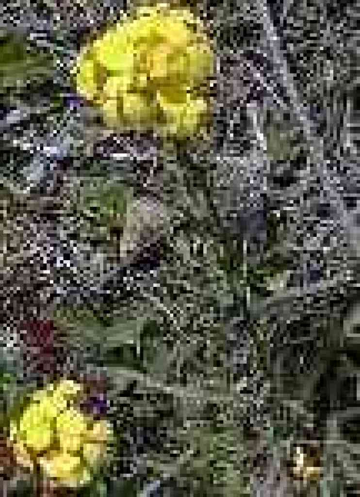 Wallflower