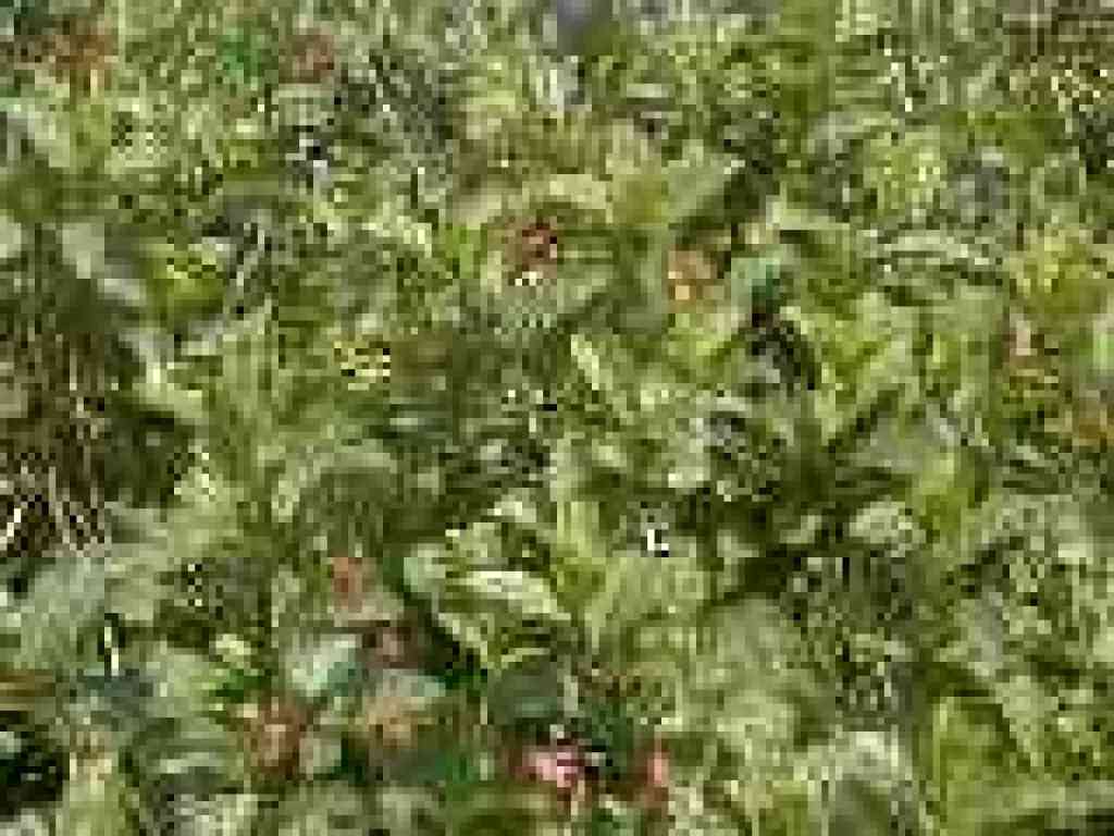 Twinberry