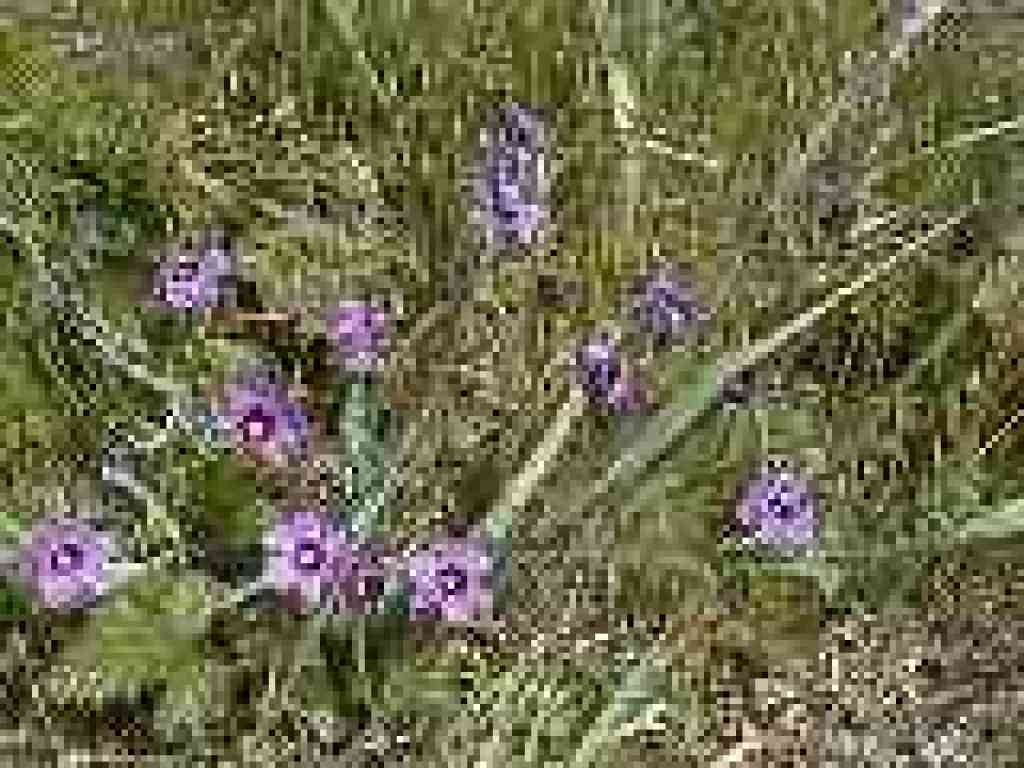 Blue-eyed grass
