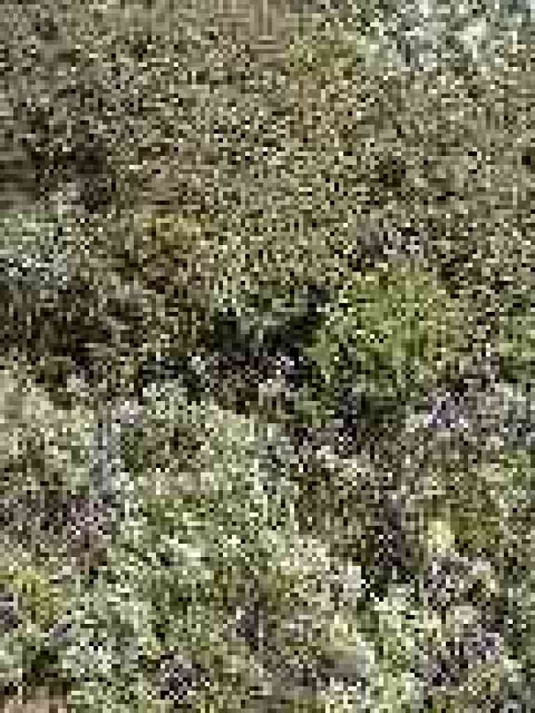 Common trailside plants