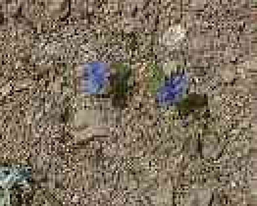 Little violets