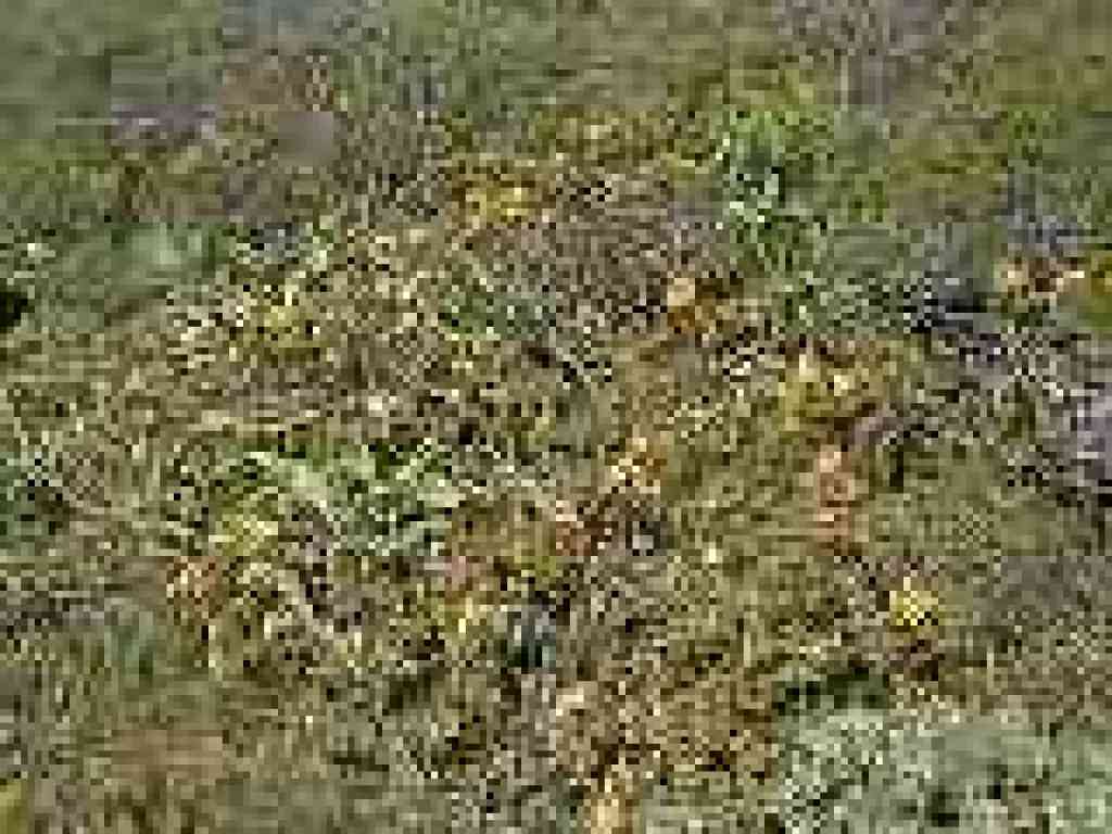 Oregon grape