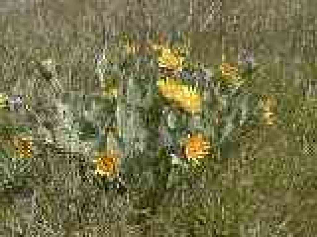 Sunflowers
