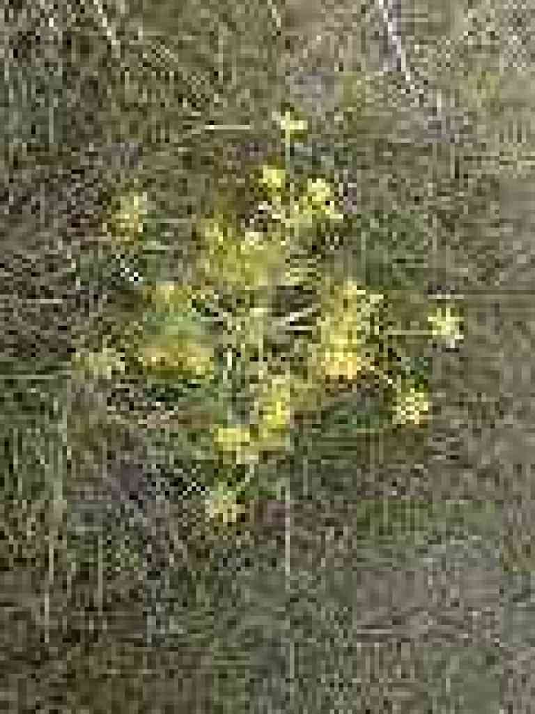 Footsteps of spring