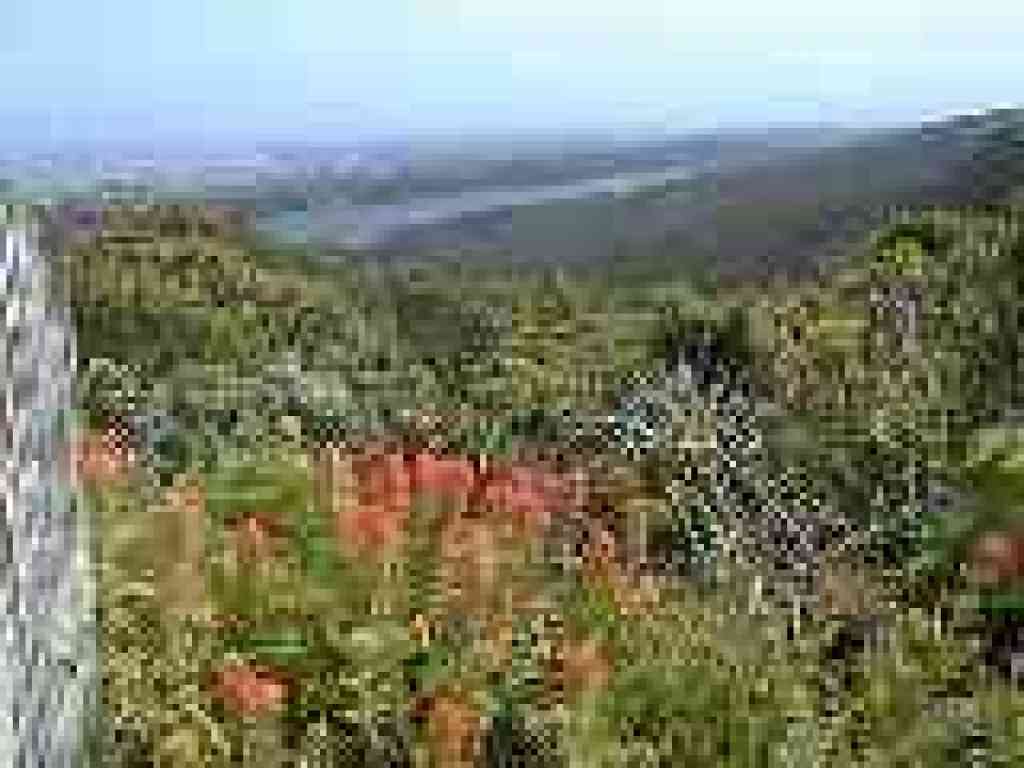Paintbrush