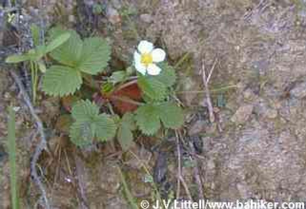 Wood strawberry photo