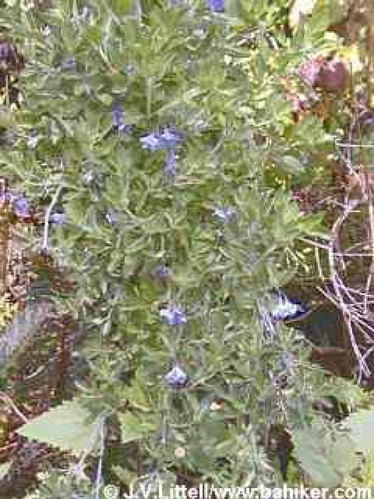 Blue witch nightshade