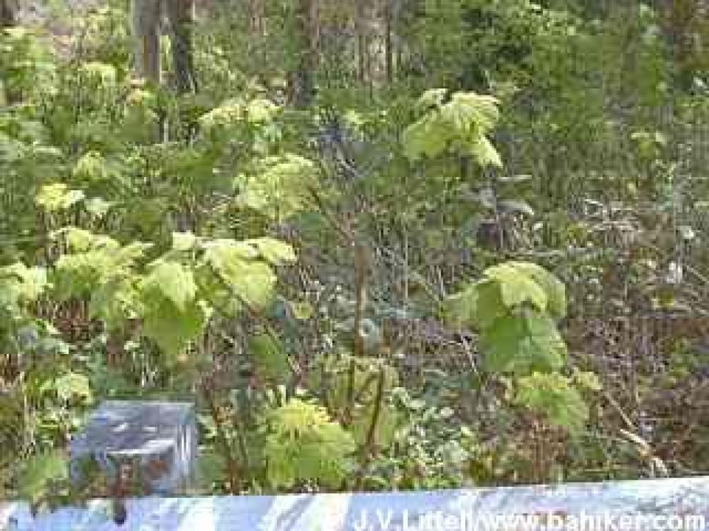 Thimbleberry photo