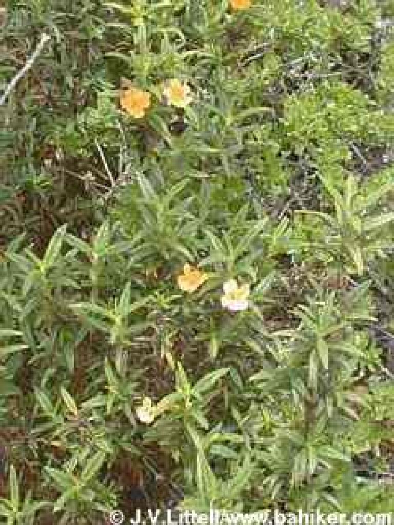 Monkeyflower in spring