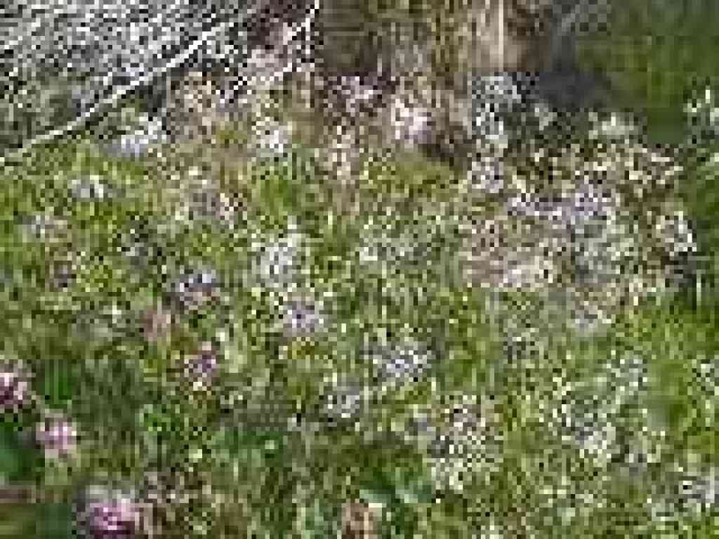 Wild radish