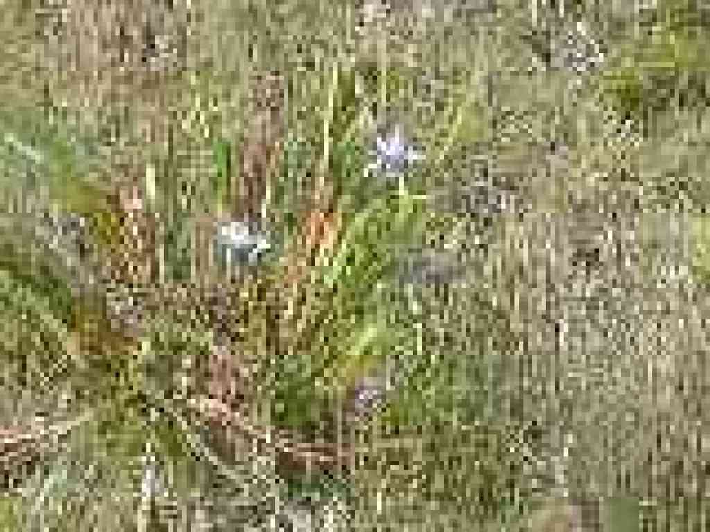 Douglas iris