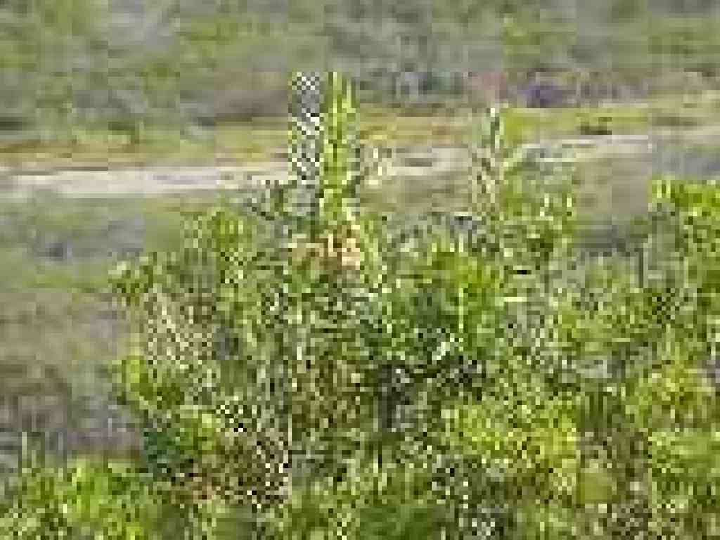 Monkeyflower