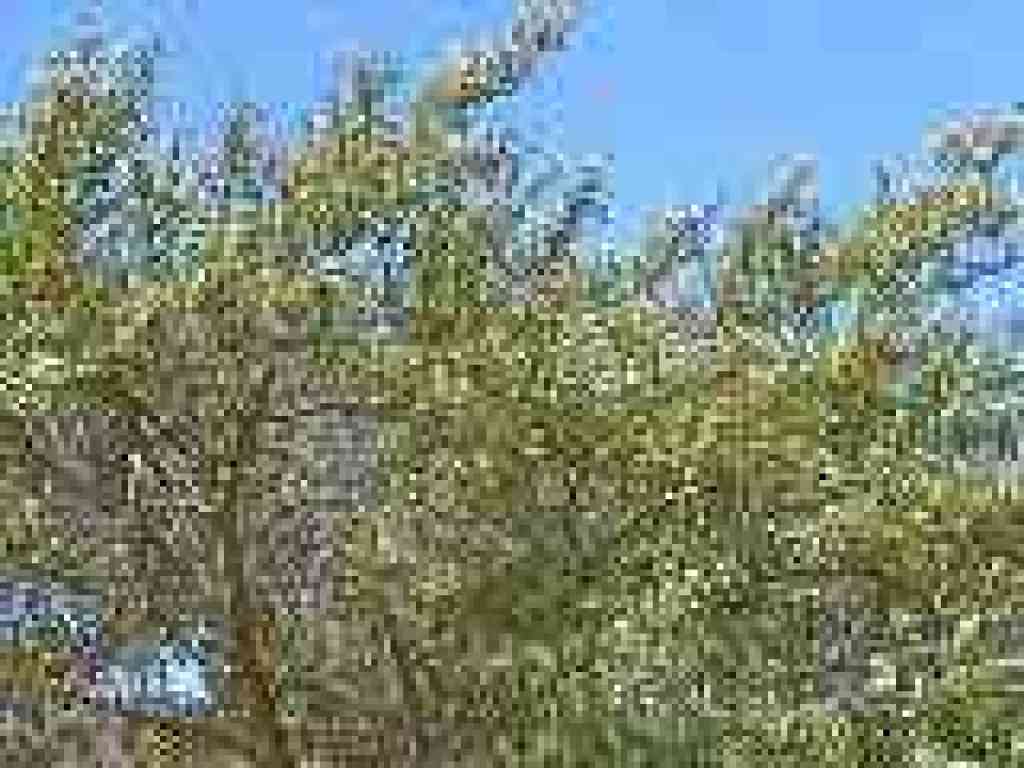 Ceanothus