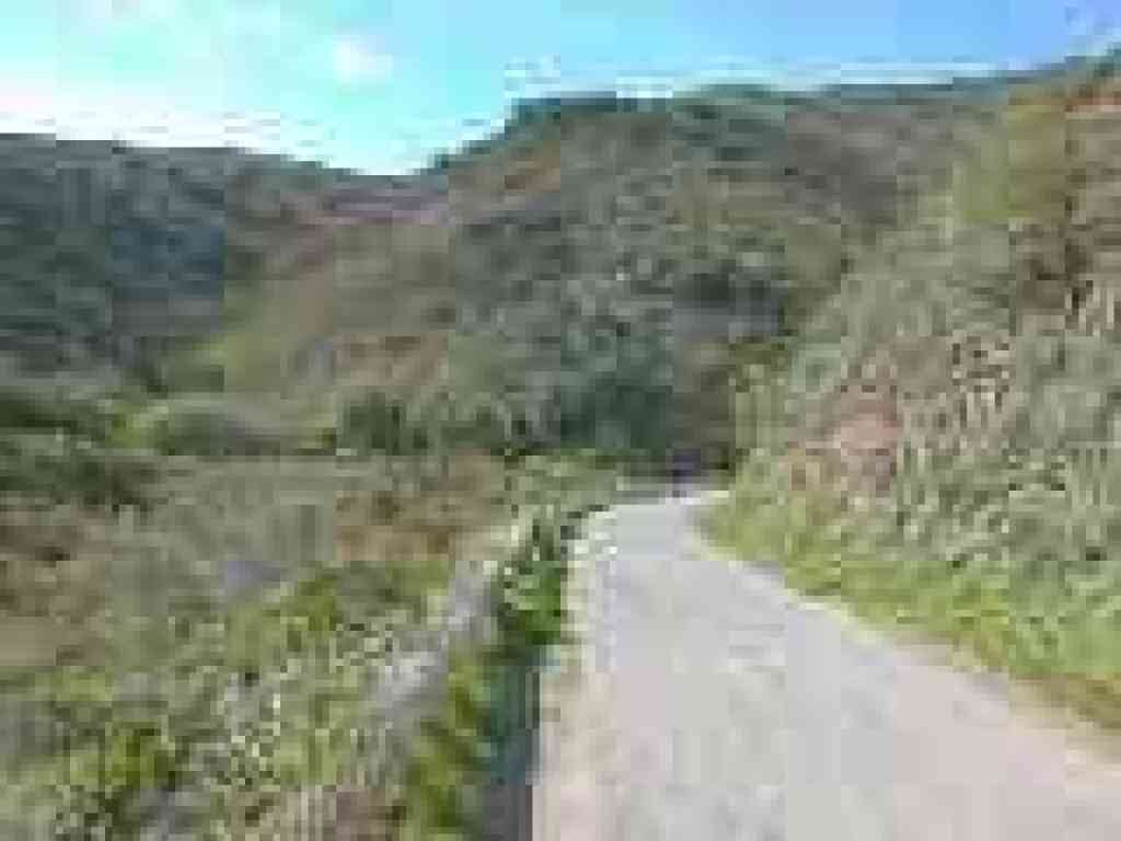 Climbing through chaparral