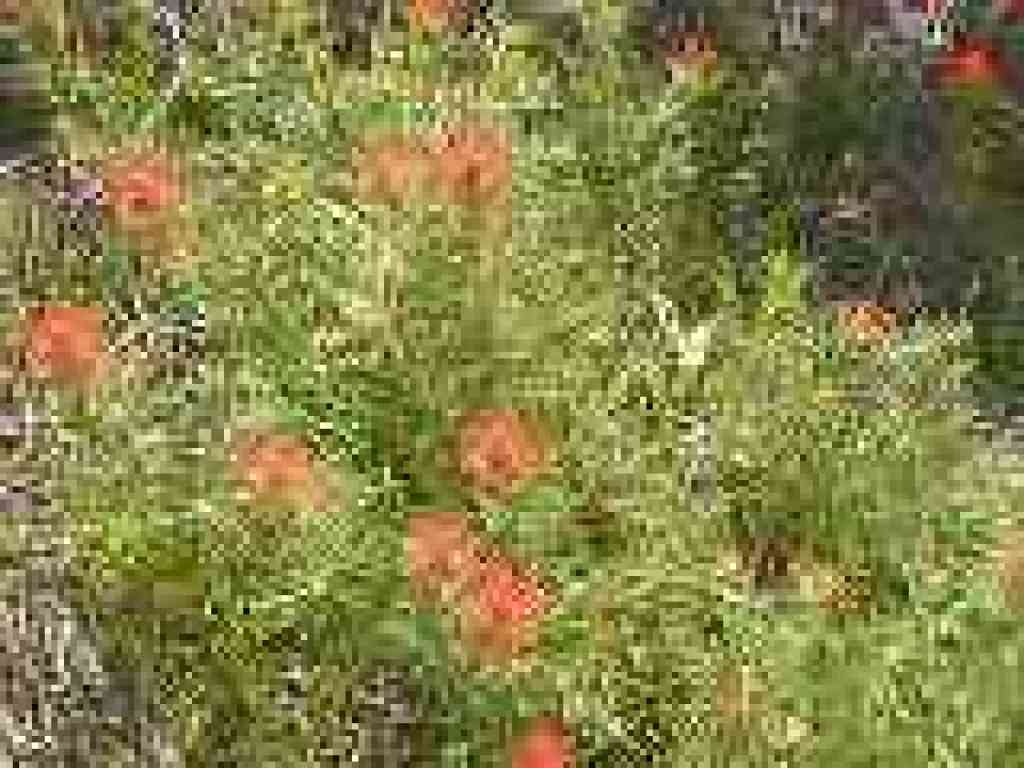 Paintbrush