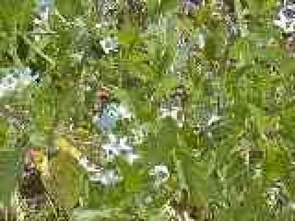 Nightshade