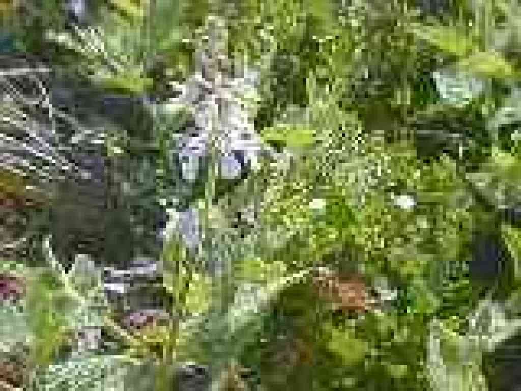 Nettle