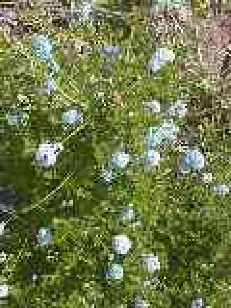 Ceanothus