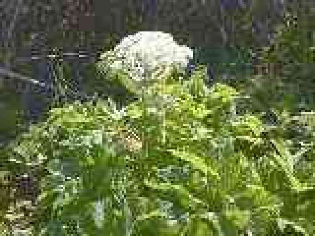 Cow parsnip