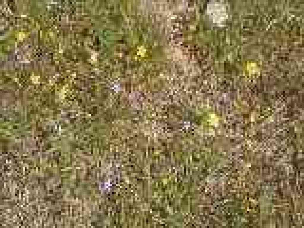 Tiny flowers