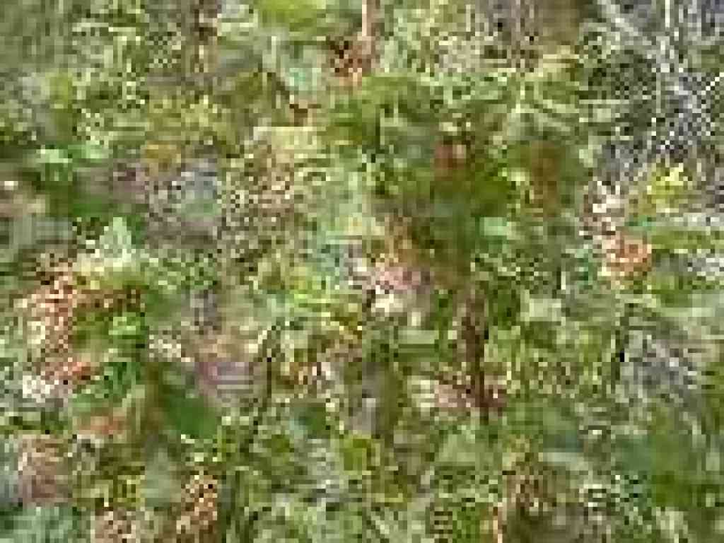 Currant