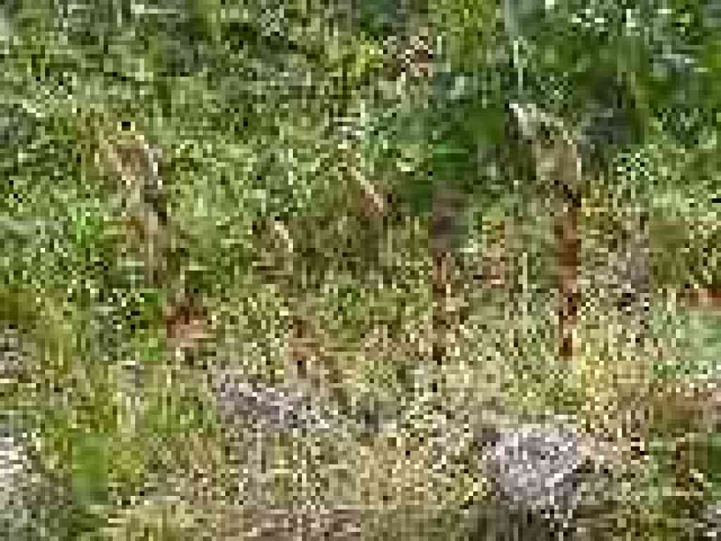 Horsetails