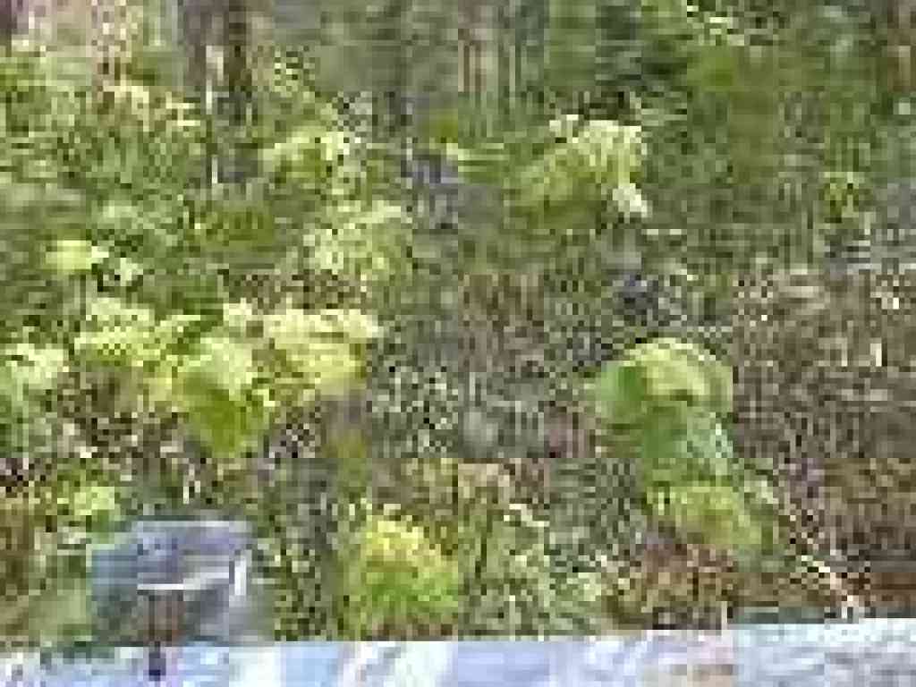 Thimbleberry