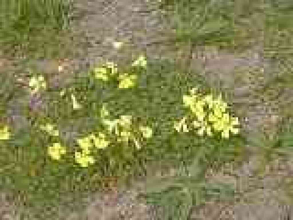 Sorrel