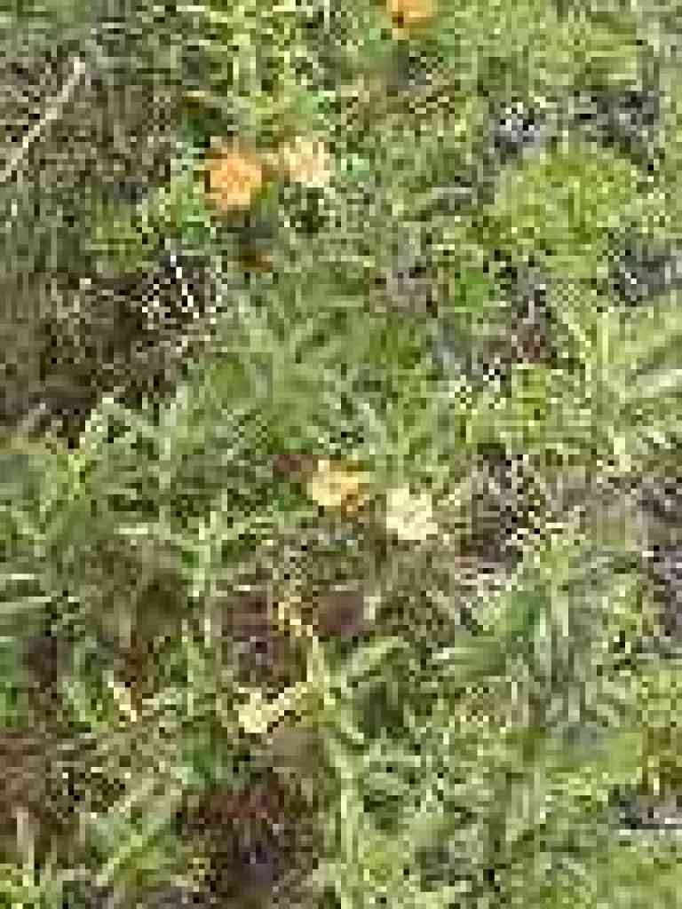 Monkeyflower