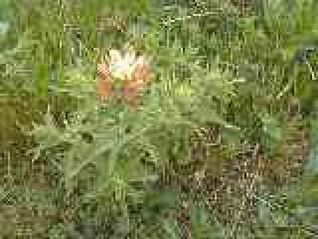 Paintbrush