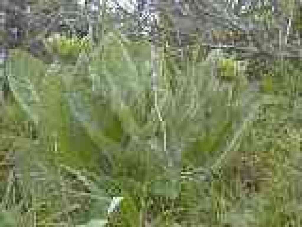 Mule ear sunflower