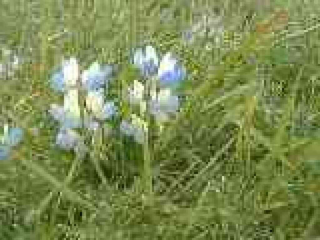 Lupine