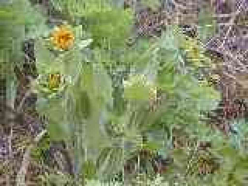 Mule ears